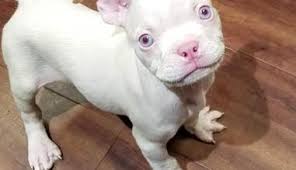 We also provide quality pet foods and supplies. Petland Is Selling This Albino Puppy For 5 500 The Dodo
