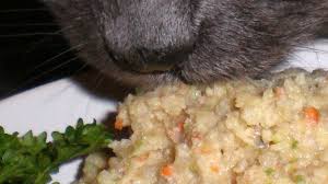 Fee S Special Kitty Cat Renal Kidney Diabetes Diet Recipe Food Com Recipe Diabetic Diet Recipes Diabetic Diet Diabetic Cat Food