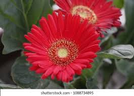 Image result for Gerbera viridifolia