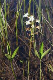 Image result for Menyanthaceae