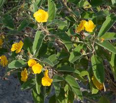 Image result for Melhania acuminata