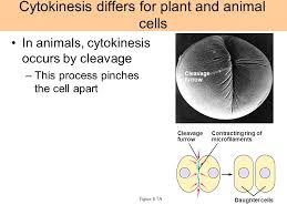 See full list on albert.io Mitosis And Meiosis Chapter 12 13 Mitosis Meiosis Ppt Video Online Download