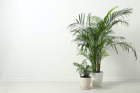What are the best outdoor palm plants? Palm Plant Care Guide 5 Care Tips For Indoor Palm Plants 2021 Masterclass