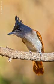 Pin On Birds Flycatchers