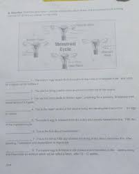 Menstrual Cycle Follicular Phase Menstrual Phase Luteal Phase Ovulation Phase 1 The Mature Egg Brainly Ph