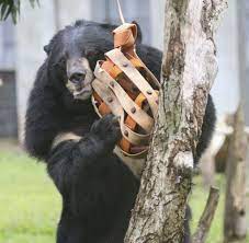 They're so peaceful and close to nature and all that. Adopt A Moonbear Moonbears
