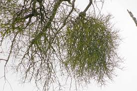 Image result for Viscum tuberculatum
