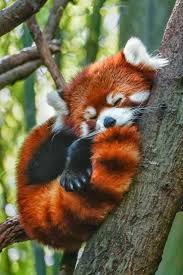 Red Panda Cute Animals Baby Animals Cute Animal Pictures