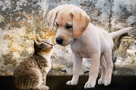 Local pet stores near me. Best Local Pet Stores In Charlotte Nc Pet Palace Pet Boarding Resort
