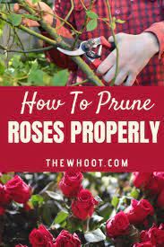How To Prune Roses Properly Video The Whoot Trim Rose Bushes When To Prune Roses Landscaping With Roses
