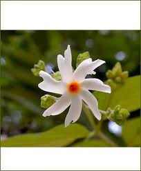 Raat ki rani on wn network delivers the latest videos and editable pages for news & events, including entertainment, music, sports, science hence, i have planted the raat ki rani in igatpuri where i have a memory stone of hiswhere i have buried his fav things.i own that place where i can. Night Blooming Jasmine Raat Rani