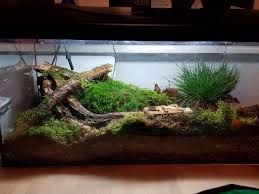 Like Forest Terra For Snails Giant African Land Snails Snail Tank Pet Snails