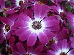 Image result for Cineraria deltoidea