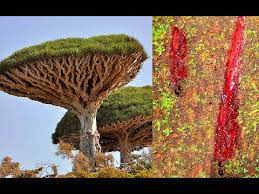 The blood moon fruit is a type of trophy chest obtained from tapping the blood moon plant. The World S Most Amazing Trees Dragon S Blood Tree Youtube