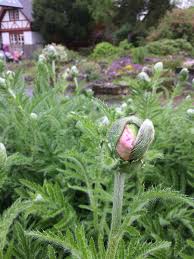 Baselbuzz top basel downtown sight. Botanischer Garten Der Universitat Basel A Twitter Ein Besuch Im Botanischen Garten Der Uni Basel Lohnt Sich Auch Bei Regenwetter Das Alpinum Erbluht Mit All Seinen Raritaten Und Die Papaveraceae Ausstellung Steht