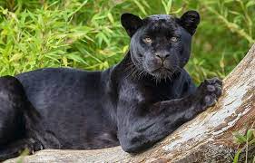 Black Jaguar 1080p 2k 4k 5k Hd Wallpapers Free Download Wallpaper Flare