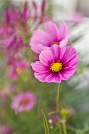 Cosmos Beautiful Flowers Cosmos Flowers Flowers Nature