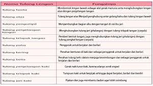 Berbentuk unik sesuai dengan fungsinya. Ini Fungsi Dari Masing Masing Tulang Manusia Hasta Atas Pengumpil Pergelangan Tangan Telapak Tribun Sumsel