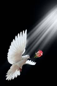 L Unico Uomo Che Non Commette Mai Errori E L Uomo Che Non Fa Mai Niente Dove Pictures Dove Images Beautiful Nature Wallpaper
