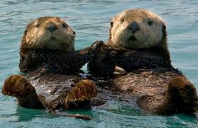 Sea otters are playful creatures and a keystone animal, important to both terrestrial and aquatic life. Sea Otter Survey Released Adventure Sports Journal