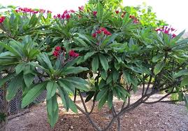 Image result for Plumeria rubra