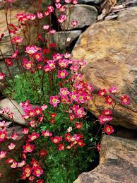 Die Saxifraga Wachst Wunderbar Zwischen Steinen Pflanzenfreude Wallflowers Mauerblumchen Steinbrecher Garten G Steingarten Anlegen Pflanzen Steingarten