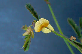 Image result for Aeschynomene elaphroxylon