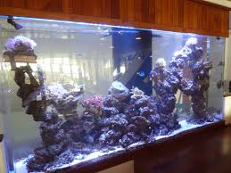 Pin By Mary Helen On Reef Aquariums 51063523 N00 Reef Aquarium Aquarium Saltwater