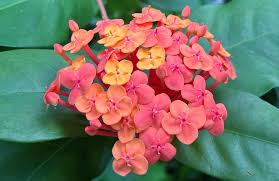 Image result for Ixora narcissodora