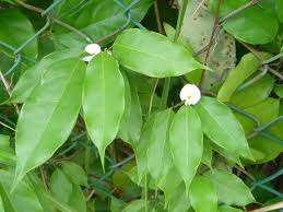 Image result for Baphia massaiensis