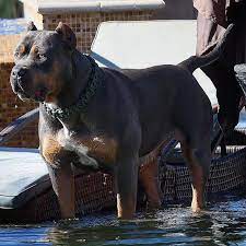 We are currently in the process of building a brand new huge! American Bully Xl Xxl Lilac Tri Merle Tri Xl Bully Puppies Mvp Bullies In 2021 American Bully American Bully Kennels Puppy Playground