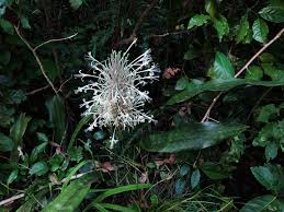 Image result for Rhodopentas bussei