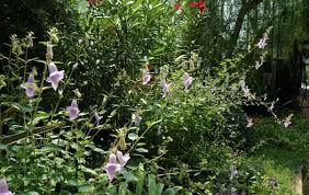 Image result for Ceratotheca triloba