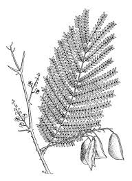 Image result for Caesalpinia sappan