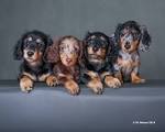 dachshund puppies for sale in Virginia Classifieds & Buy ...