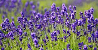 Warna ungu kebiruan yang menambah daya tarik bunga ini memang sangat menarik. Bunga Lavender Ciri Manfaat Dan Cara Menanamnya