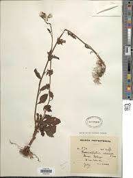 Image result for Craterostigma nummulariifolium