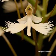 Image result for Habenaria indiana
