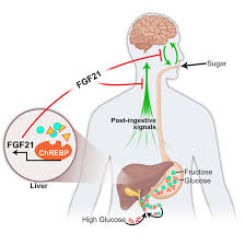 The term venn diagram is not foreign since we all have had mathematics, especially probability and algebra. Study Identifies Liver Generated Hormone That Regulates Sweet Tooth Iowa Now