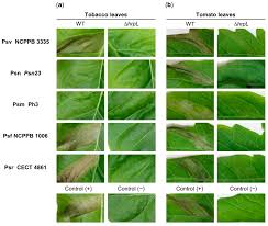 Image result for pseudomonas savastanoi pv nerii oleander symptoms