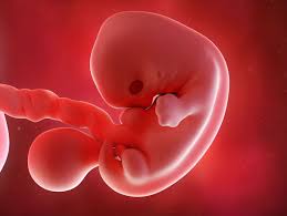 Votre grossesse à 19 semaines. 2 Mois De Grossesse Pour Bebe Evolution De L Embryon A 2 Mois Doctissimo