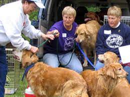 Golden Retriever Rescue Of Central New York Home