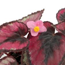 Image result for Begonia nyassensis