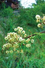 Image result for Acacia brevispica