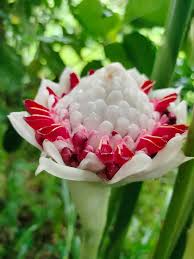 Image result for Etlingera elatior