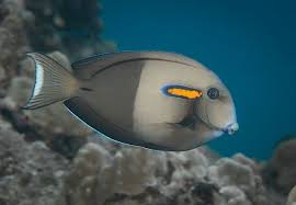 Orangeband Surgeonfish Acanthurus Olivaceus This Fish Belonging To The Species Acanthurus Olivaceus Perciformes Acanthuridae Marine Fish Fish Pet Fish