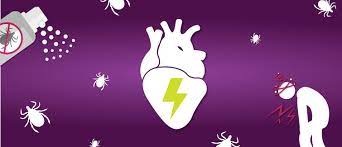 Lyme Carditis How Does Lyme Disease Affect The Heart Upmc