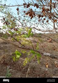 Image result for Combretum apiculatum