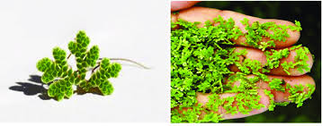 Image result for Azolla pinnata