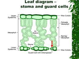 Gcse biology covers a wide range of topics related to life. Transport In Plants Gcse Biology Combined Science Edexcel Revision Study Rocket